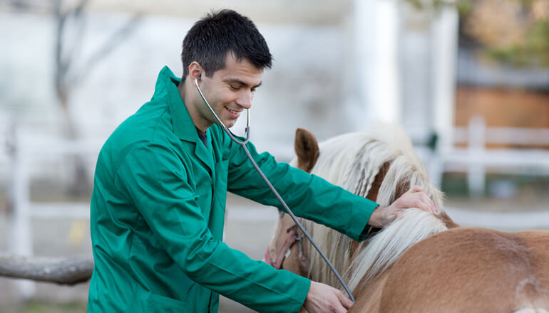 Homem com um estetoscópio auscultando um cavalo